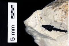 Foto (Detailansicht) von Galatheites aiola (Robins et al., 2016) (NHMW-GEO-1990-0041-0539)